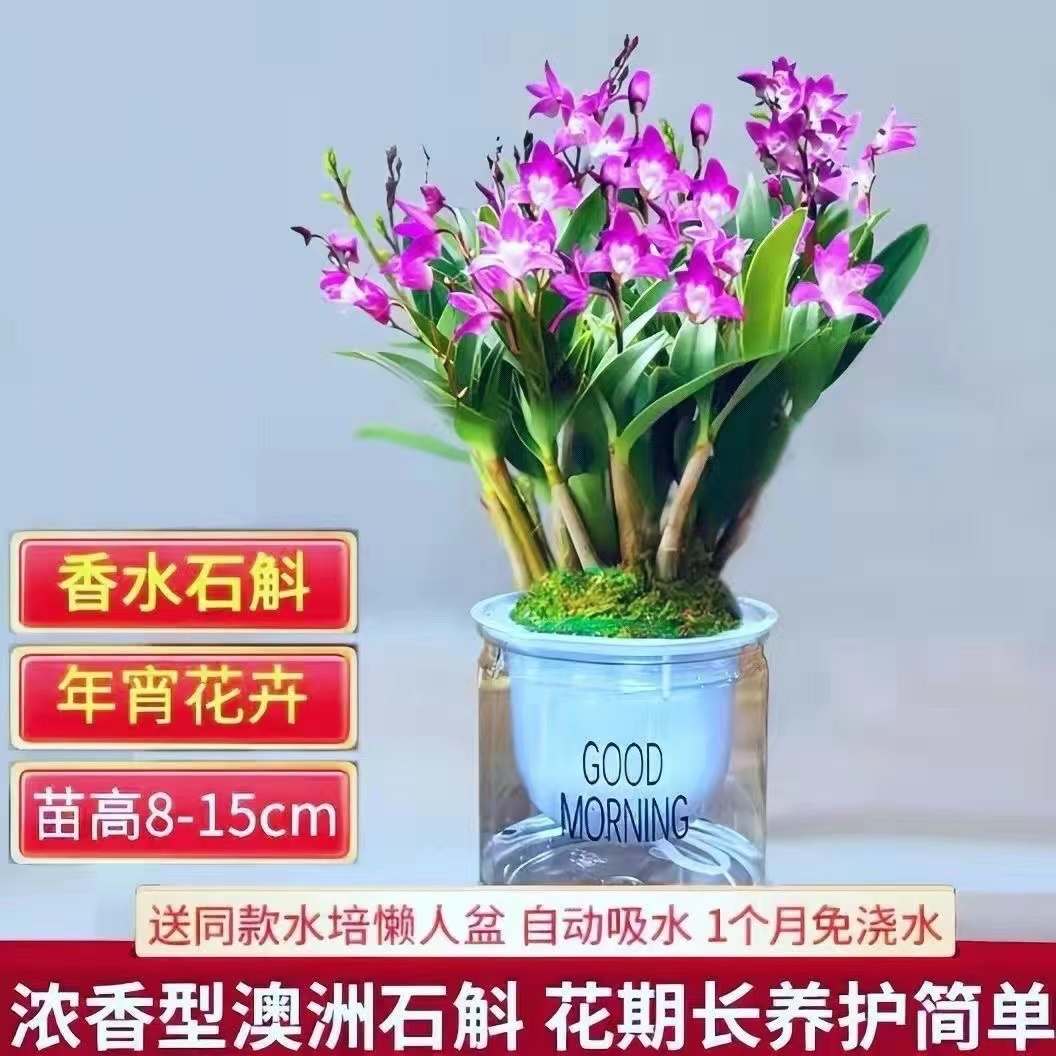 香水石斛兰花盆栽带花苞出售绿植室内外好养花卉