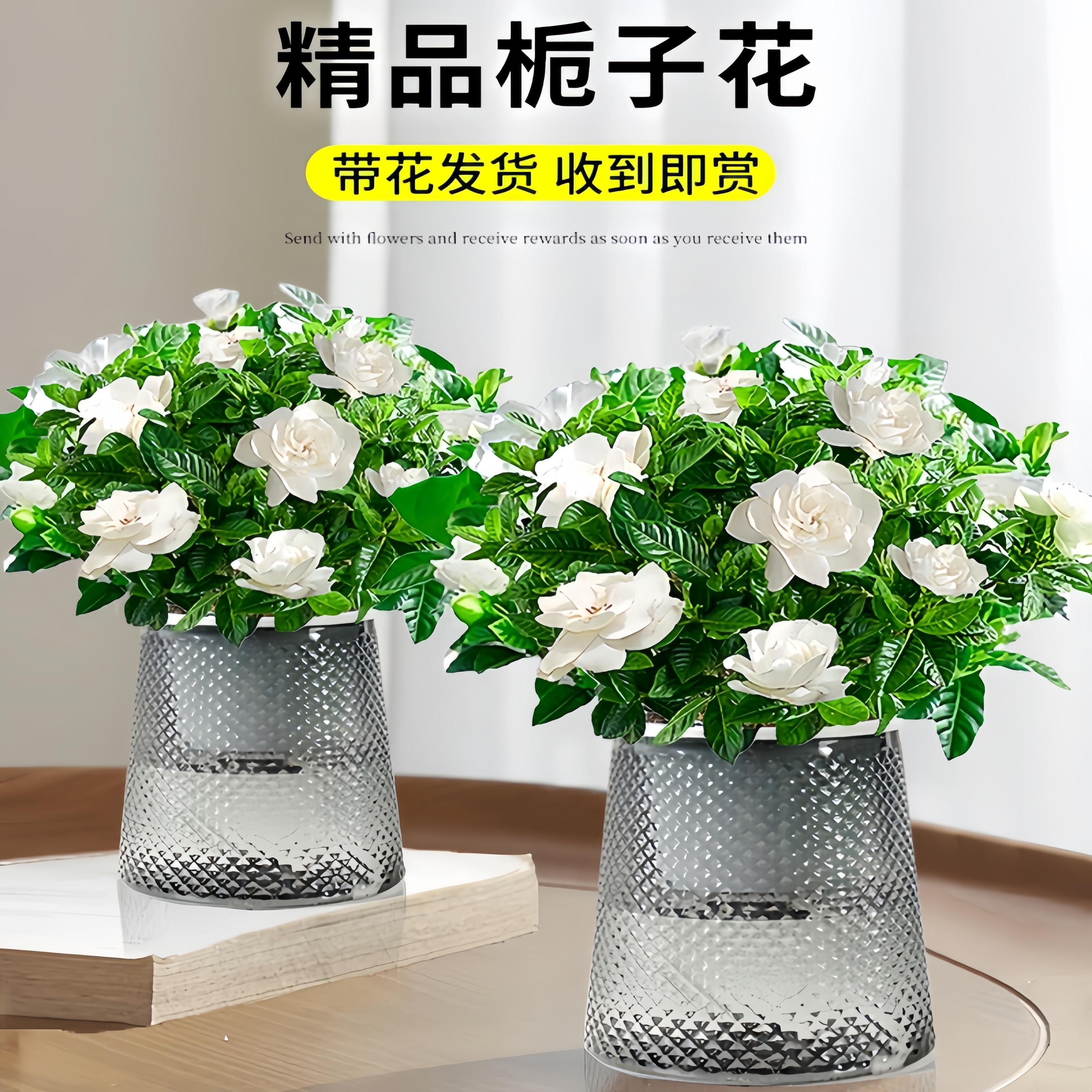 大盆栀子花带花苞栀子花盆栽水培室内花卉绿植四季开花除甲醛好养