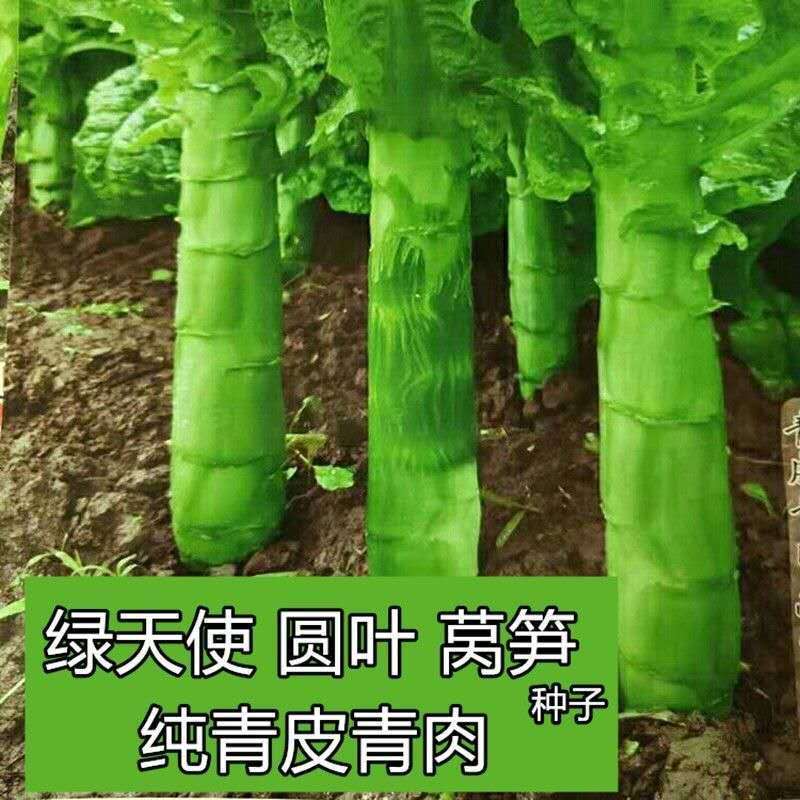 圆叶绿莴笋种子纯青皮青肉莴苣高产耐寒秋冬春季农家蔬菜种籽