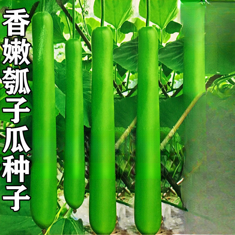 瓠瓜种子超长水瓜葫芦瓜蒲瓜四季葫芦瓜瓠子瓜早熟春秋播蔬菜种子