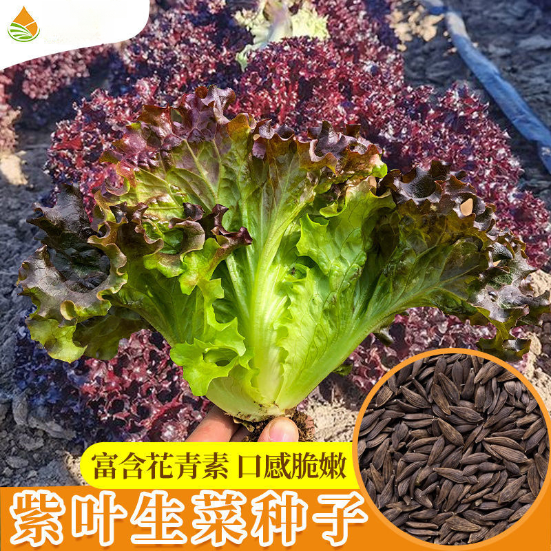 紫叶生菜种子大全水培四季生菜种籽孑农家春夏秋冬季菜籽种南方