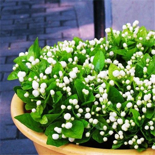 茉莉花种子四季种活室内阳台花卉盆栽多年生开花种子