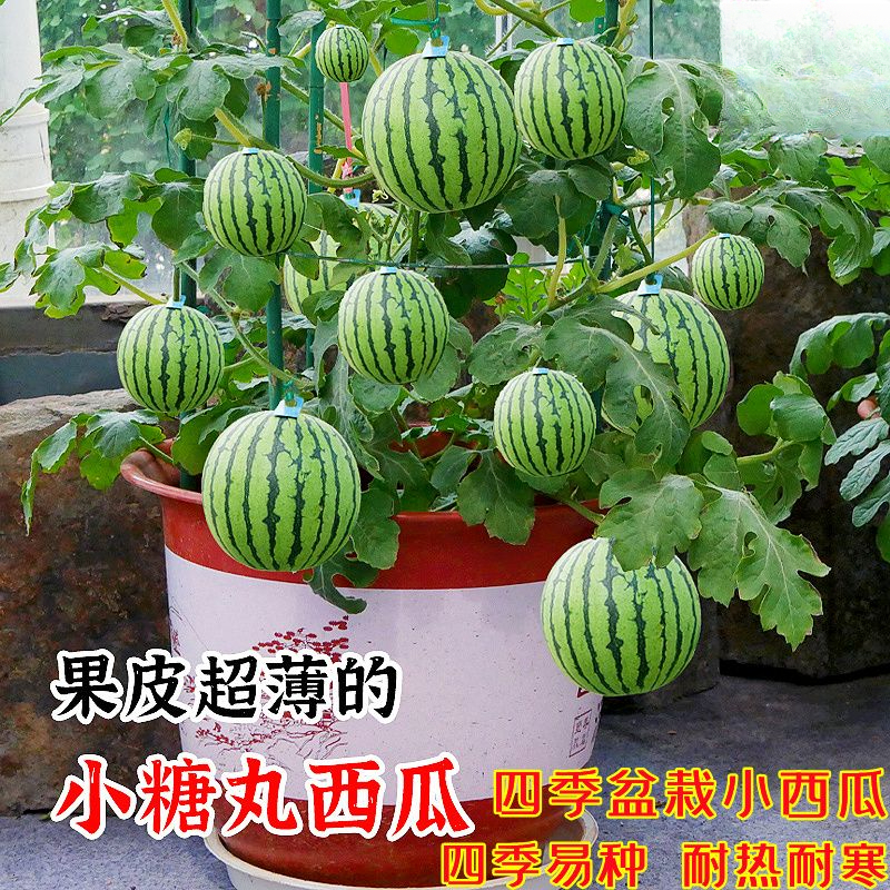超甜蜂蜜小西瓜种子无籽小西瓜种籽四季播种阳台庭院盆栽水果种子