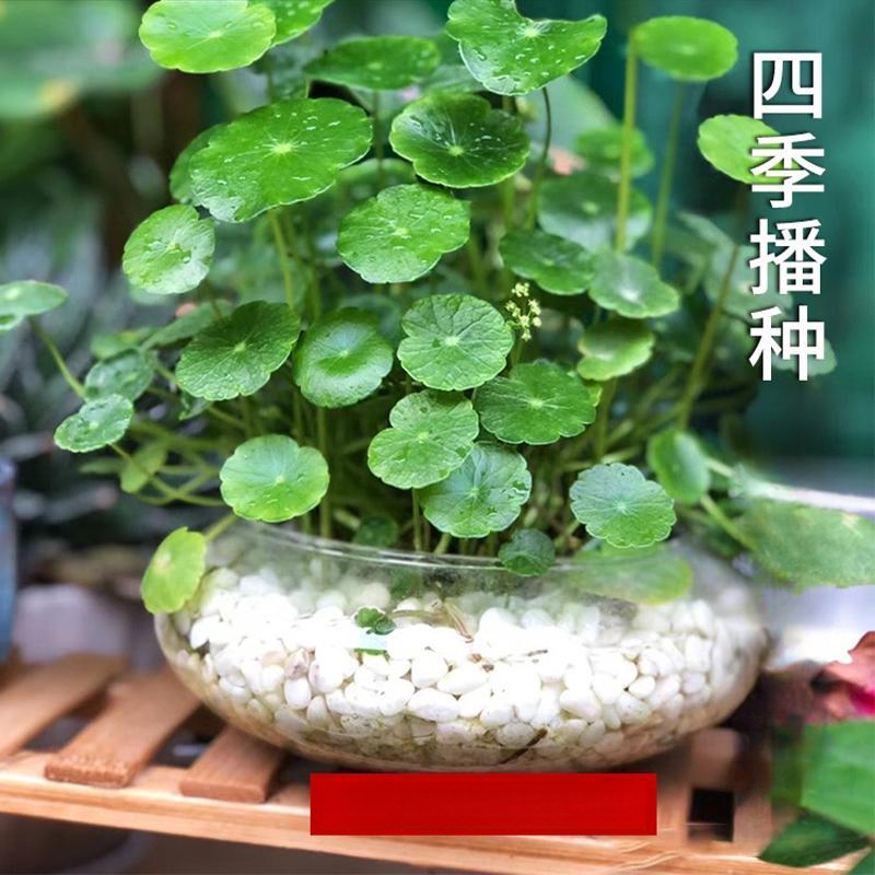 铜钱草种子四季长绿金钱草籽可水培土培盆栽庭院绿化植物易种易活
