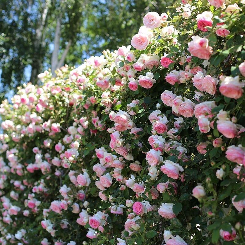 爬墙蔷薇花种子籽四季播种月季爬藤植物花室外庭院花