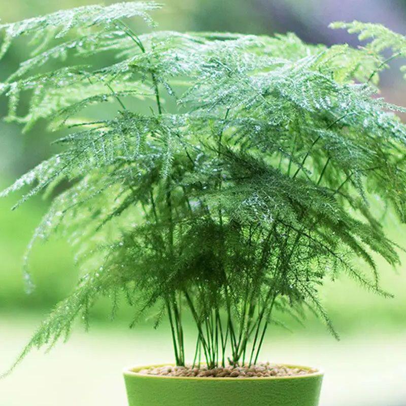 文竹植物种子盆栽大文竹室内吸甲醛净化空气四季常青好养活种庭院