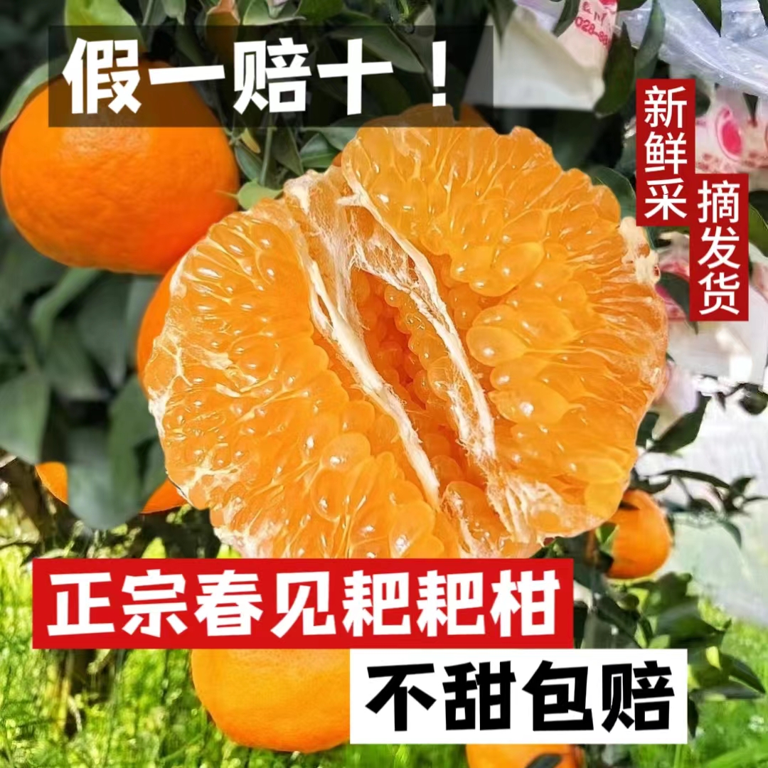 【坏果包赔】正宗四川春见耙耙柑现摘现发脐橙桔子产地直销彩箱包