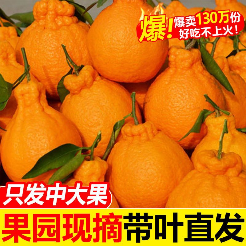 【产地直发】四川丑橘不知火橘子桔子柑橘1/5/9斤装爆甜新鲜多汁