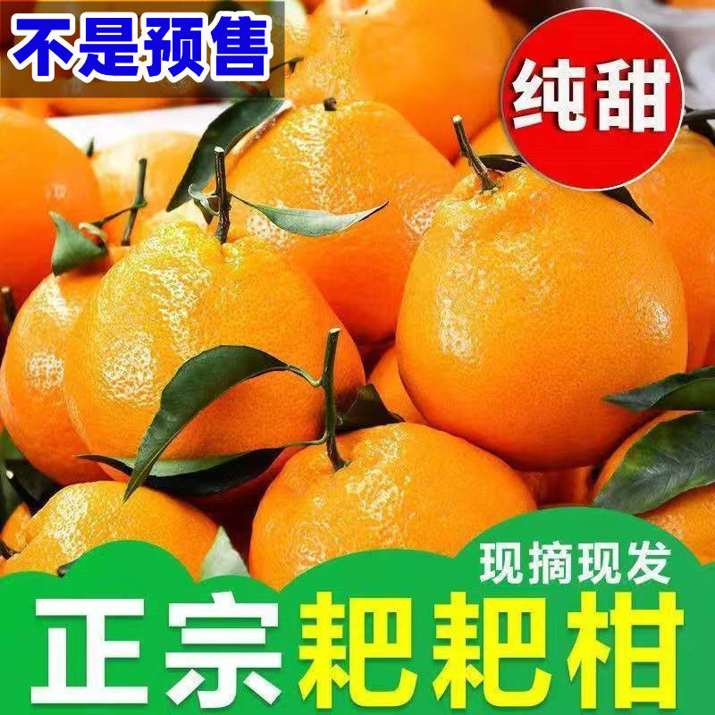【超甜】正宗四川春见耙耙柑橘子丑橘应季新鲜水果粑粑柑桔子不知