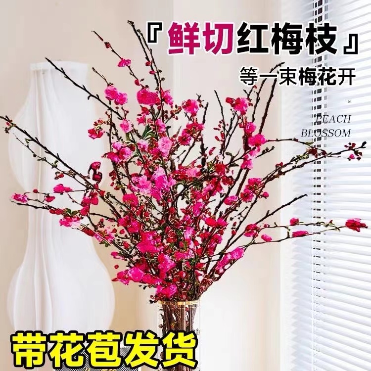 【遇水开花】【9.9元40枝】干枝红梅遇水开花鲜枝水培耐寒新年装饰品