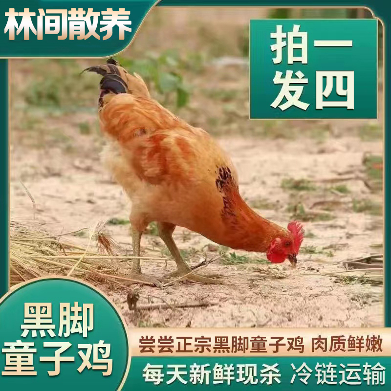 【花花家】放养黑脚童子鸡 肉质鲜嫩 净膛发货 四只净重6-7斤