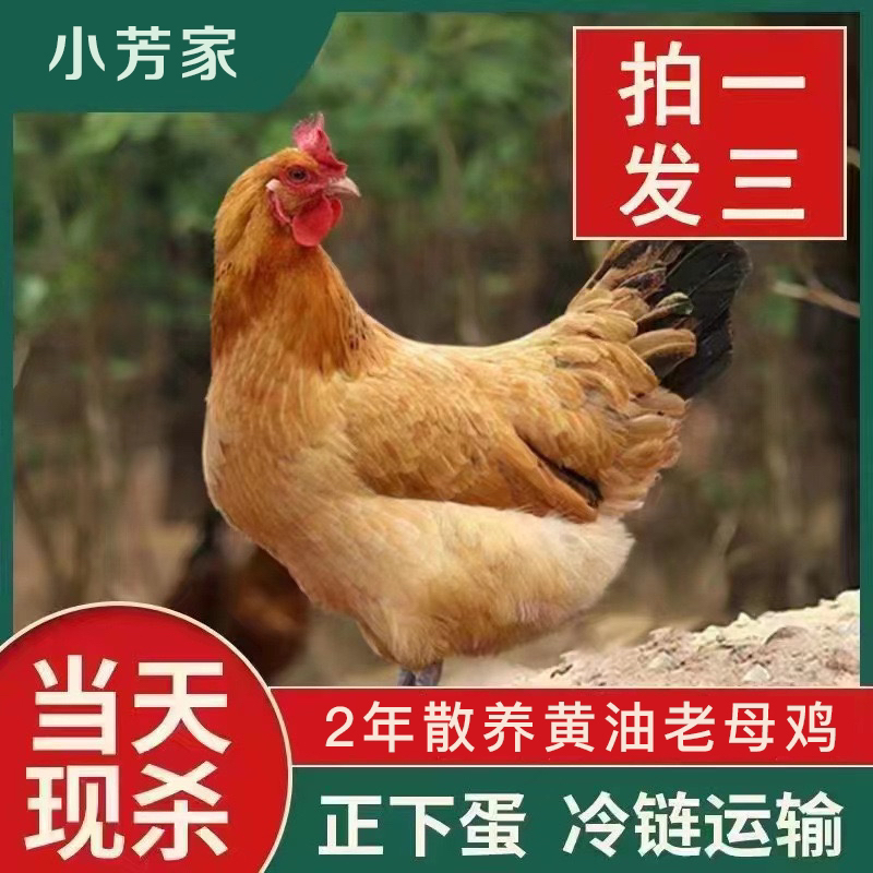 【小芳家】拍一发三 散养黄油老母鸡新鲜现杀 毛重9斤左右净重6斤