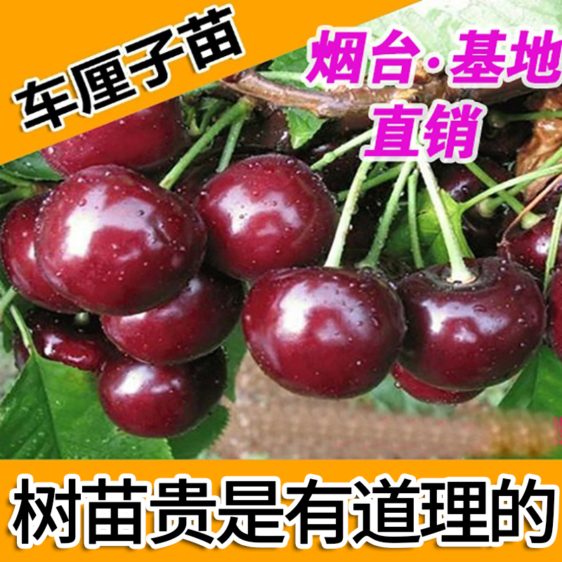 樱桃苗 车厘子苗 嫁接大樱桃树苗 结果 地栽盆栽南北方品种口感甜