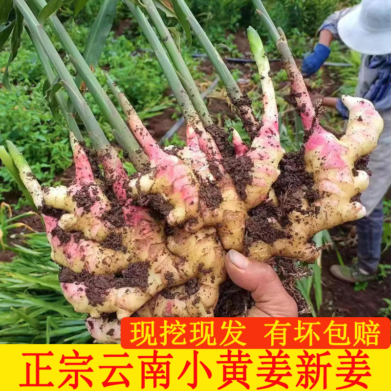 云南罗平小黄姜新鲜生姜现挖沙姜小黄姜嫩姜土姜包邮