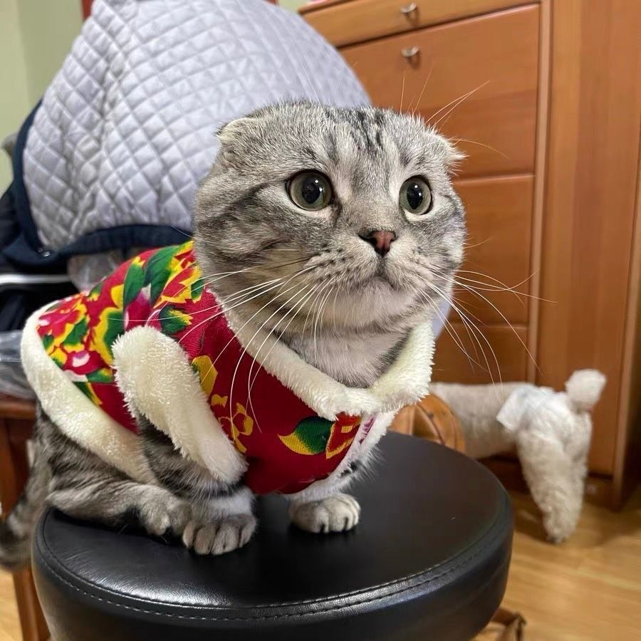猫咪衣服秋冬季新年装泰迪东北大花袄泰迪比熊幼猫宠物狗狗衣服