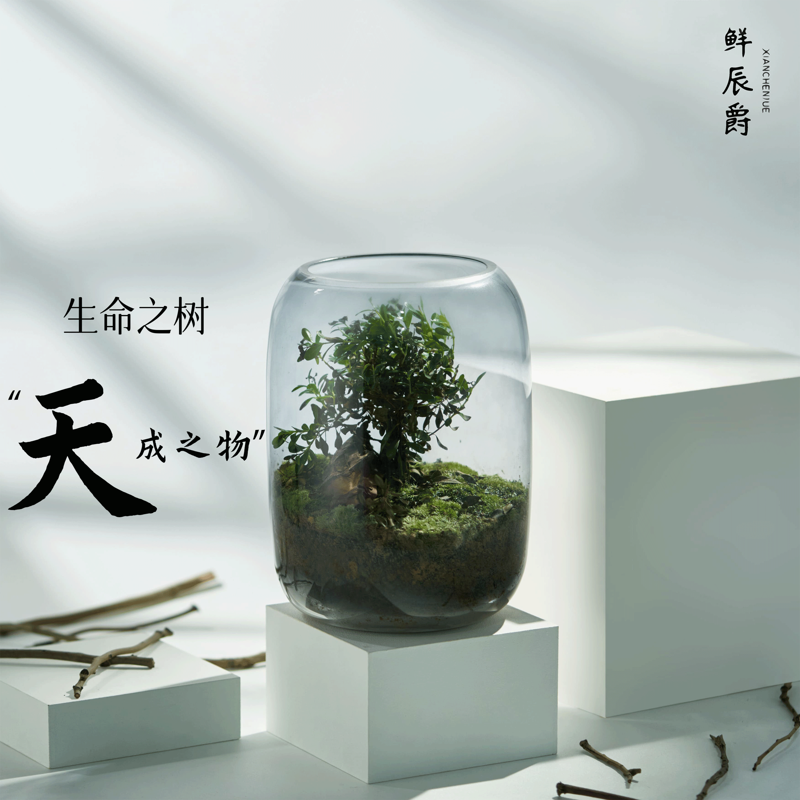 鲜辰爵【生命之树】小叶赤楠植物园苔藓微景观绿植桌面微景观生态瓶