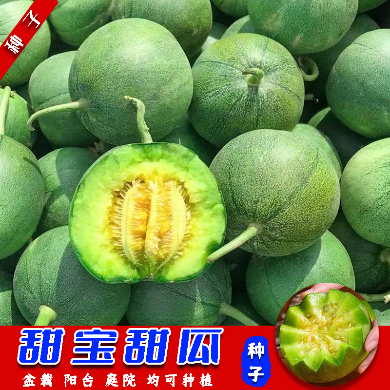 【超级甜宝甜瓜】种子四季阳台可种盆栽庭院小院易活薄皮超级甜宝