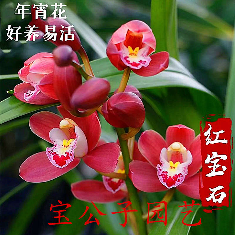 【红宝石】浓香型年宵花花卉绿植办公室阳台客厅好养种植开花发货