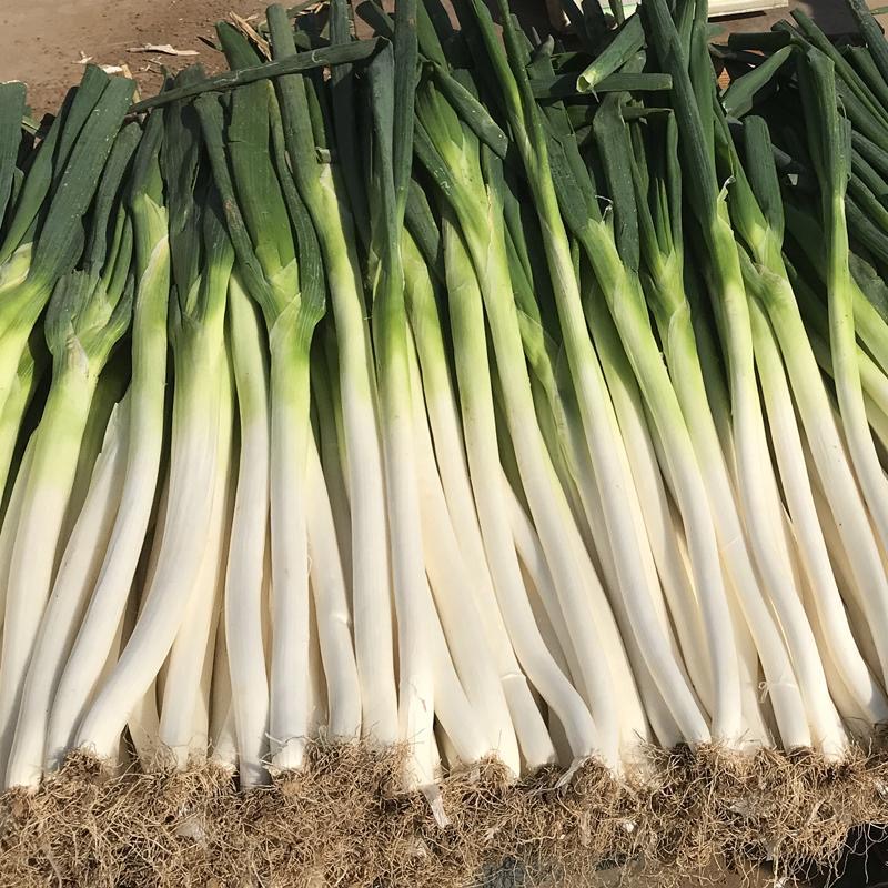 新鲜大葱2023现拔现发毛葱 铁杆大葱 非山东 微辣5-9斤包邮陕西