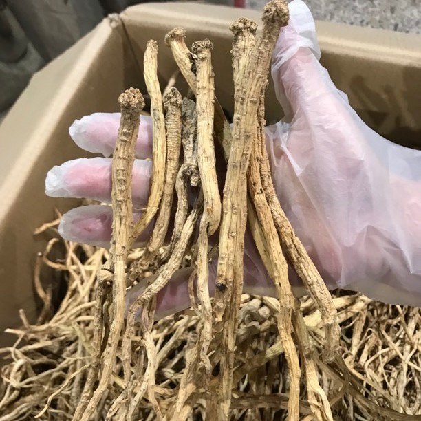 长白山野生党参干货 正品特级党叁 大条长条