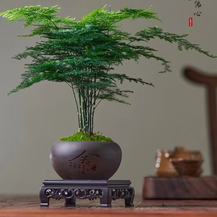 【花伴水】苔藓文竹盆栽植物室内盆景客厅书房桌面小绿植好养优雅