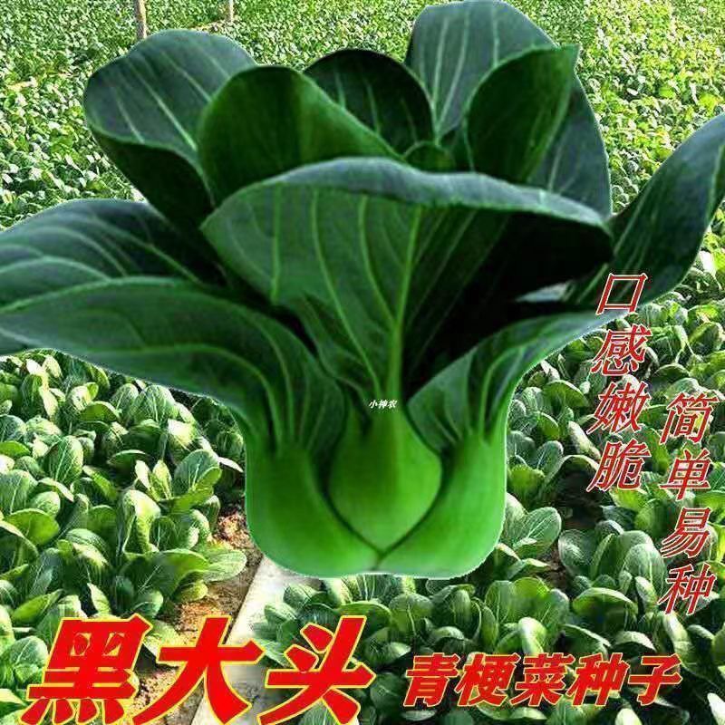 黑叶苏州青种子矮脚青梗菜6-12月份秋冬季耐寒上海青农家自种青菜