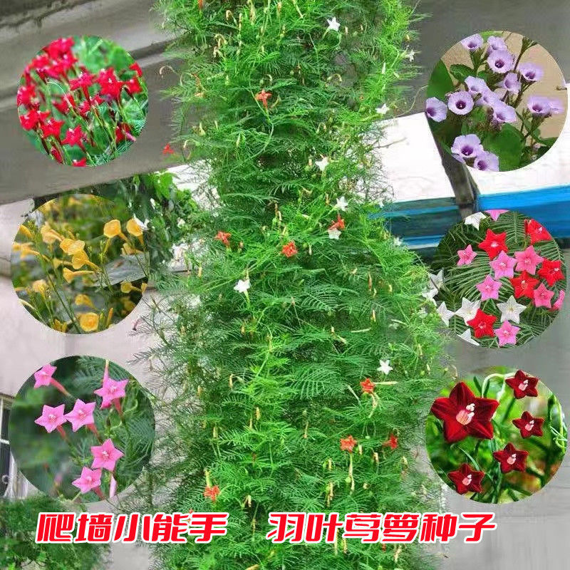 种子爬藤羽叶茑萝种子五角星花种阳台花新娘花莺萝庭院植物花籽