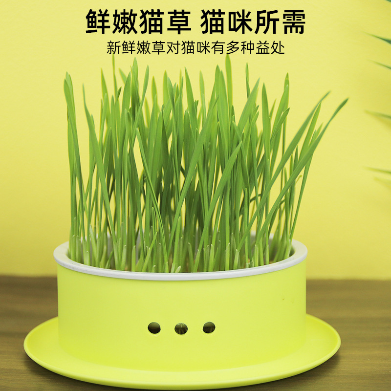 新款猫草盆无土水培小麦种子猫草盒套装去毛球促消化猫咪宠物零食