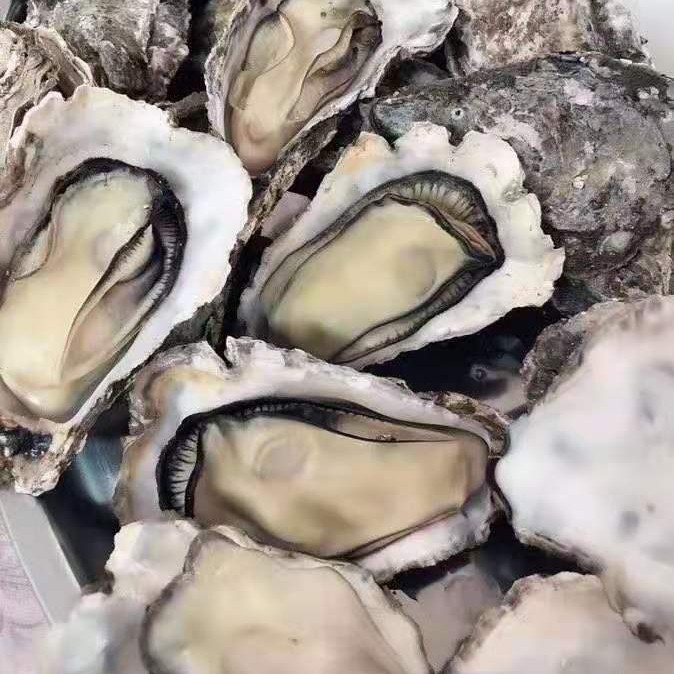乳山生蚝2-3经济装五斤顺丰包邮到家产地直发