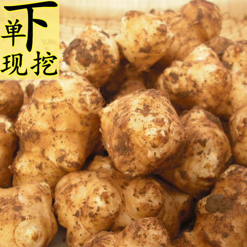 新鲜洋姜9斤5斤1斤野洋姜鬼子姜不辣腌制酱菜腌菜甜阳姜菊芋鲜姜