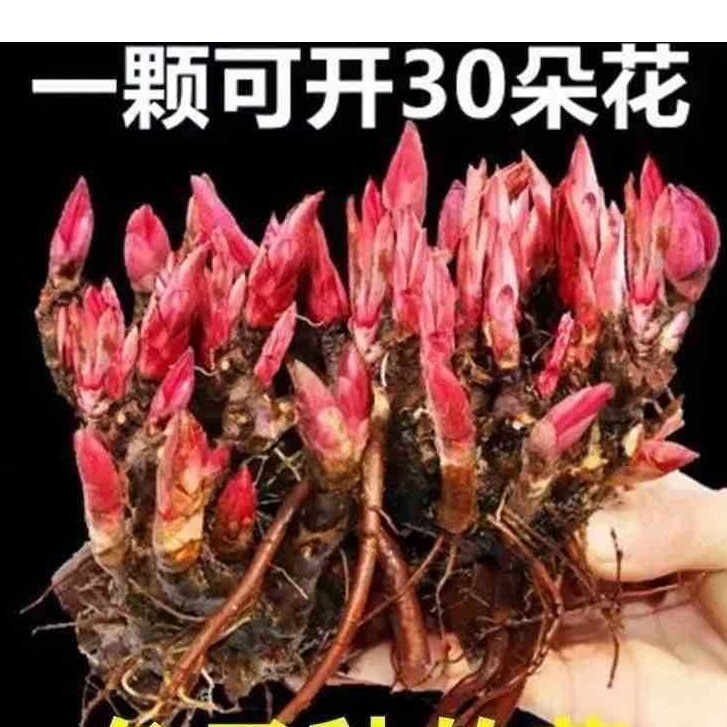 耐寒芍药花苗带芽重瓣芍药花根块多年生花卉种球室内盆栽庭院植物