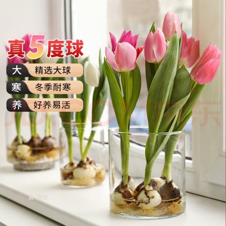 进口郁金香种球室内外阳台水培土培重瓣郁金香盆栽植物易活种植
