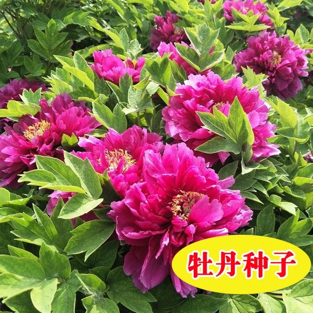 散装新采摘牡丹种子四季播盆栽阳台观赏牡丹花种子油用牡丹籽