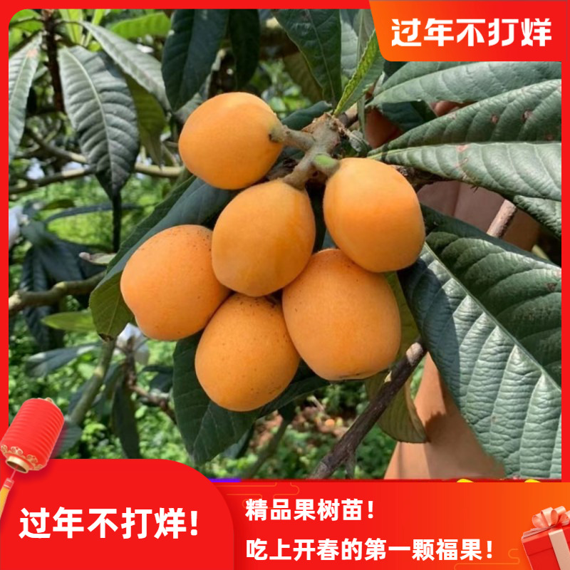 枇杷苗树无核砂糖枇杷树果苗琵琶树果树果苗特大发货种植枇杷树苗