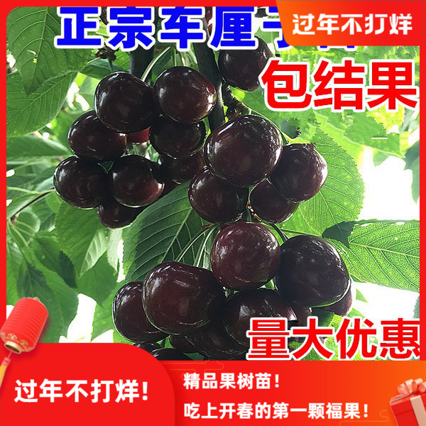 正宗车厘子树苗樱桃树苖大樱桃苗南方北方种植水果树果苗当年结果