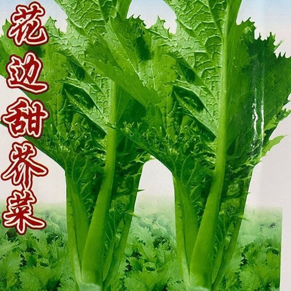 甜芥菜种子农家花边甜芥菜青菜蔬菜种籽叶子菜阳台易种四季播耐寒