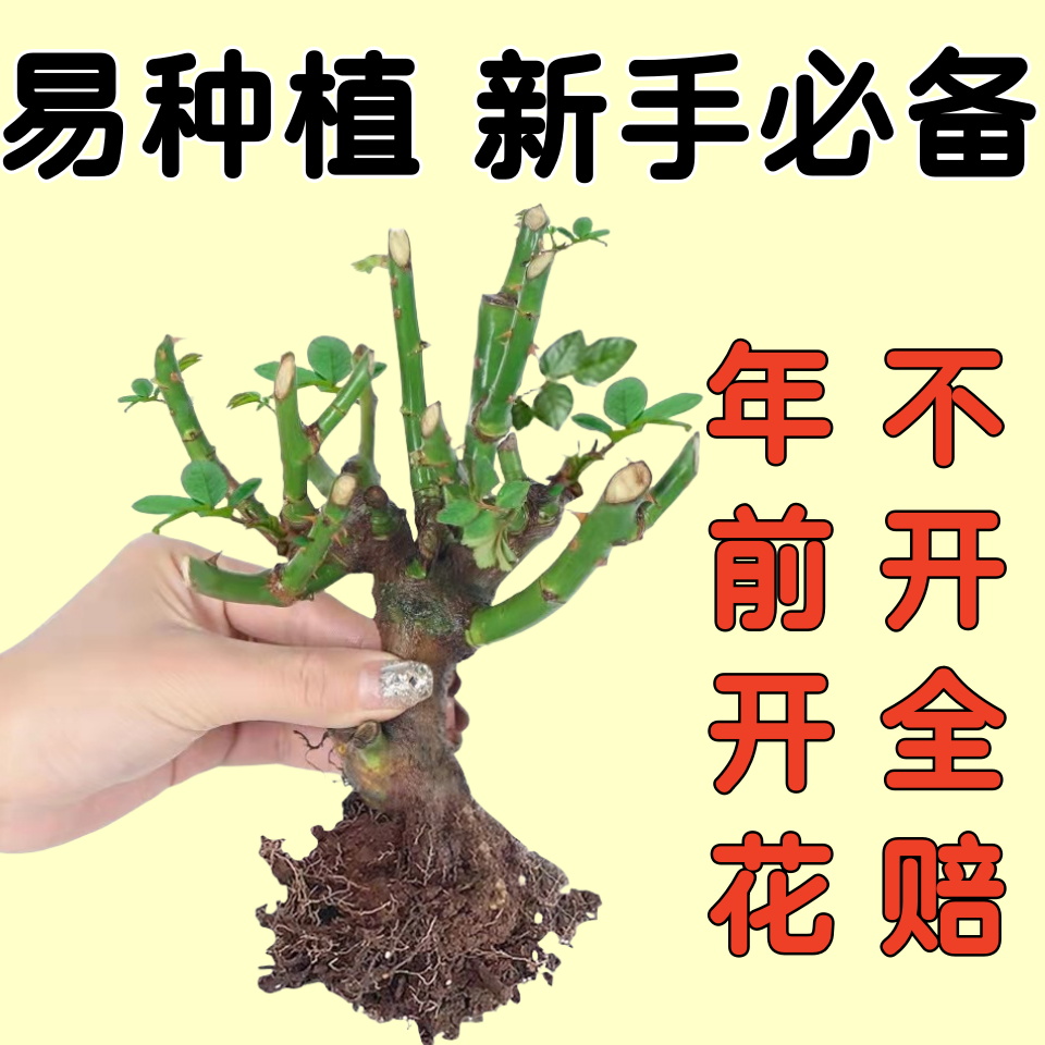 【四季开花】玫瑰花室内外阳台盆栽种植耐寒易活老根苗花苗浓香绿植
