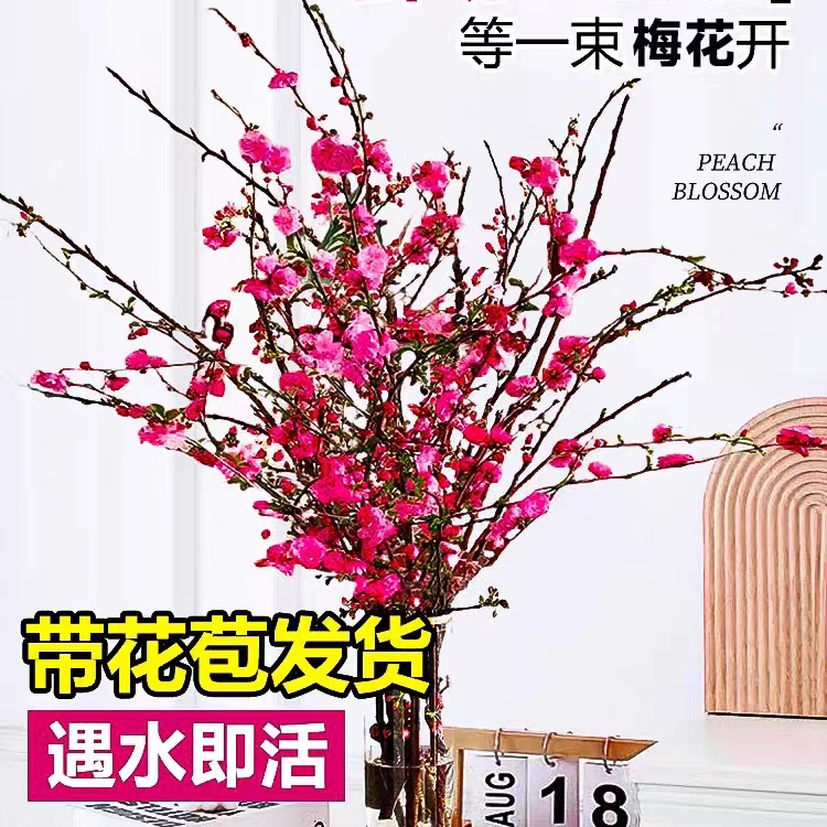 开花植物干枝红梅遇水开花带花苞红梅花枝耐寒好养新年装饰品种植