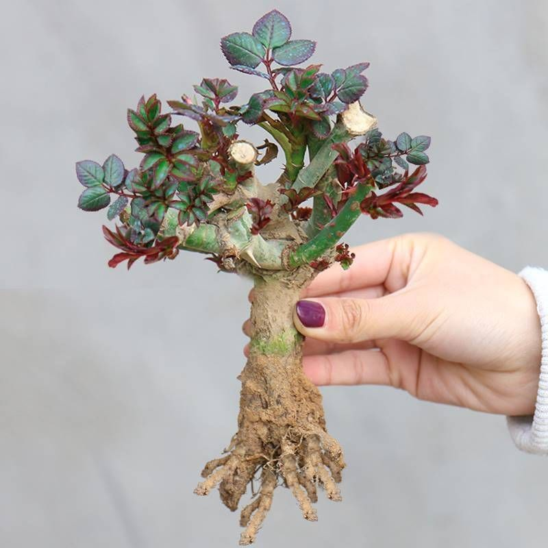 【年前开花】玫瑰花苗老桩特大花带花苞花卉绿植盆栽蔷薇室内外阳台