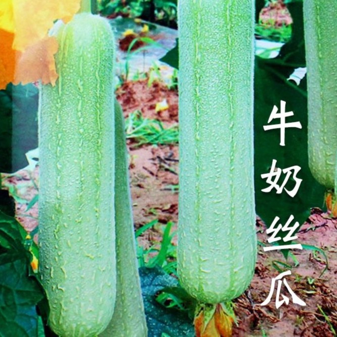 牛奶丝瓜种子高产肉丝瓜种籽早熟阳台盆栽菜园春秋四季播蔬菜种孑