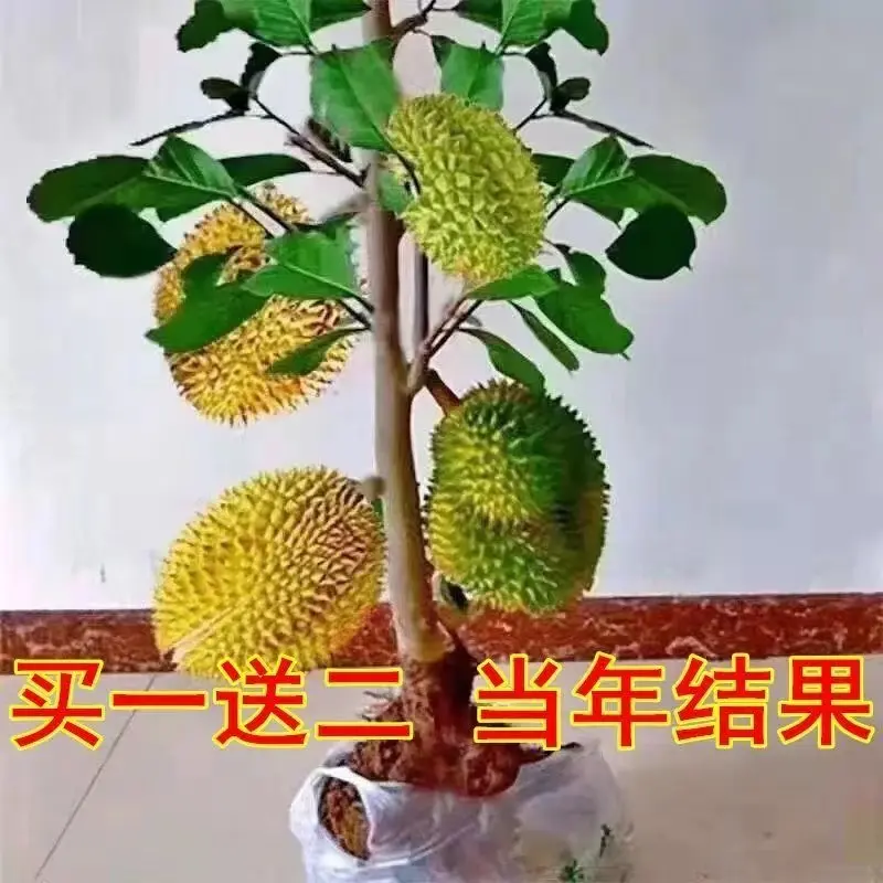榴莲树苗四季泰国金枕头猫山王榴莲苗盆栽地栽南北方种植当年结果