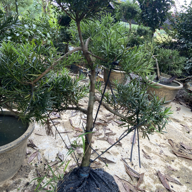 300起拍绿植盆栽素材赤楠砂糖橘沃柑老桩紫薇罗汉松花卉一物一拍