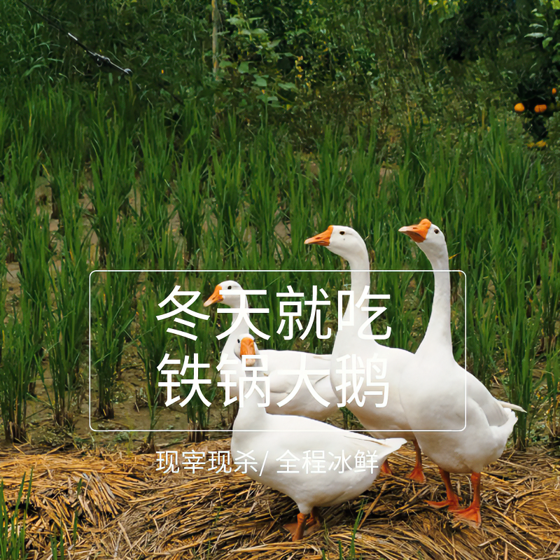 散养大鹅净重5斤 青年鹅嫩鹅  适合红烧 无包 土鹅MK