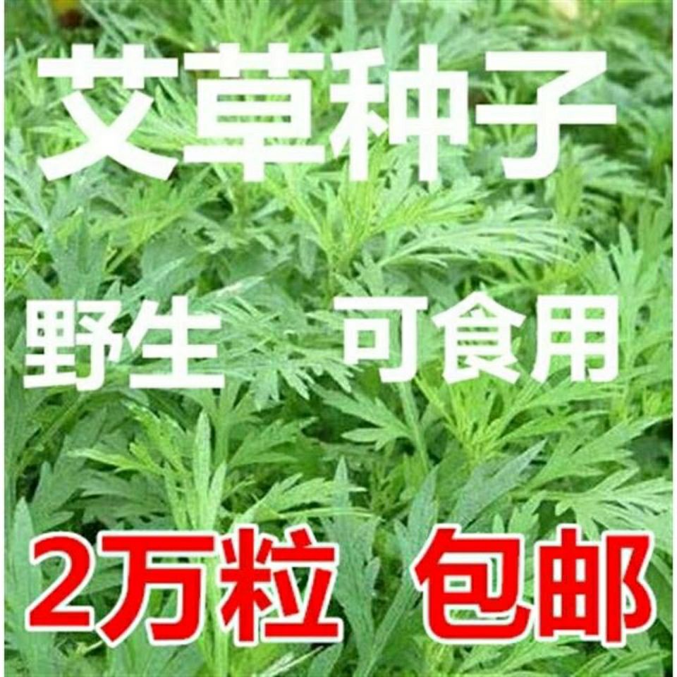 艾叶靳艾草种子药用野生香艾草苗食用青团大叶艾驱蚊草艾灸种子