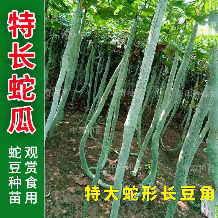 蛇瓜种籽种子苗四季长蔬菜孑长巨型丝瓜特长南方蛇豆角孑秧