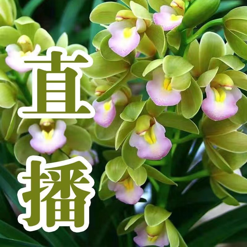 高档绿植兰花香水香兰大花蕙兰室内盆栽花卉办公室客厅摆放