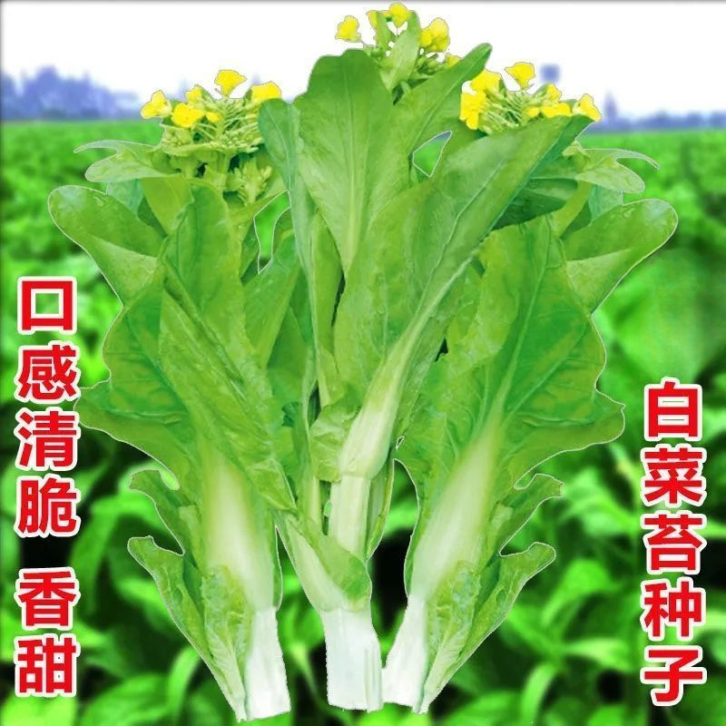 早熟白菜苔种籽白菜心种子香甜早白菜苔一年四季阳台庭院蔬菜菜种