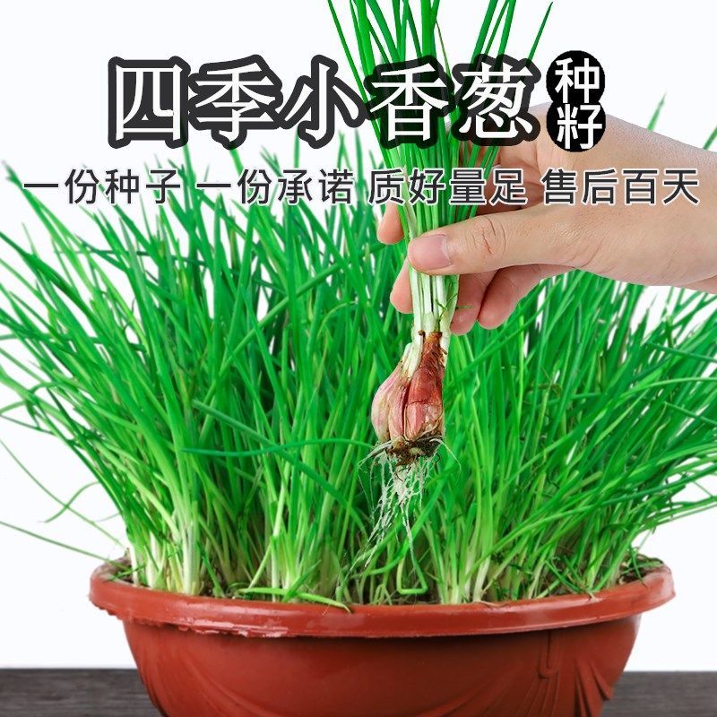 四季小香葱种子阳台室内花卉花盆栽蔬菜种子