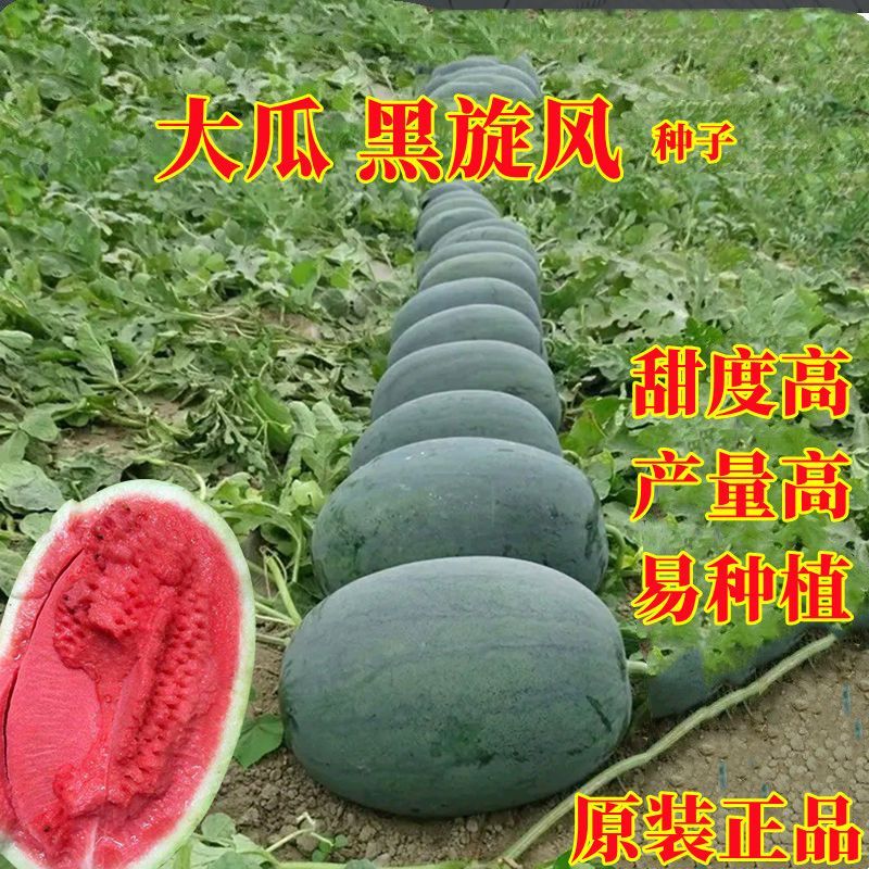 无籽麒麟王8424西瓜种子早熟种籽大果型四季美都懒汉甜王瓜种孑