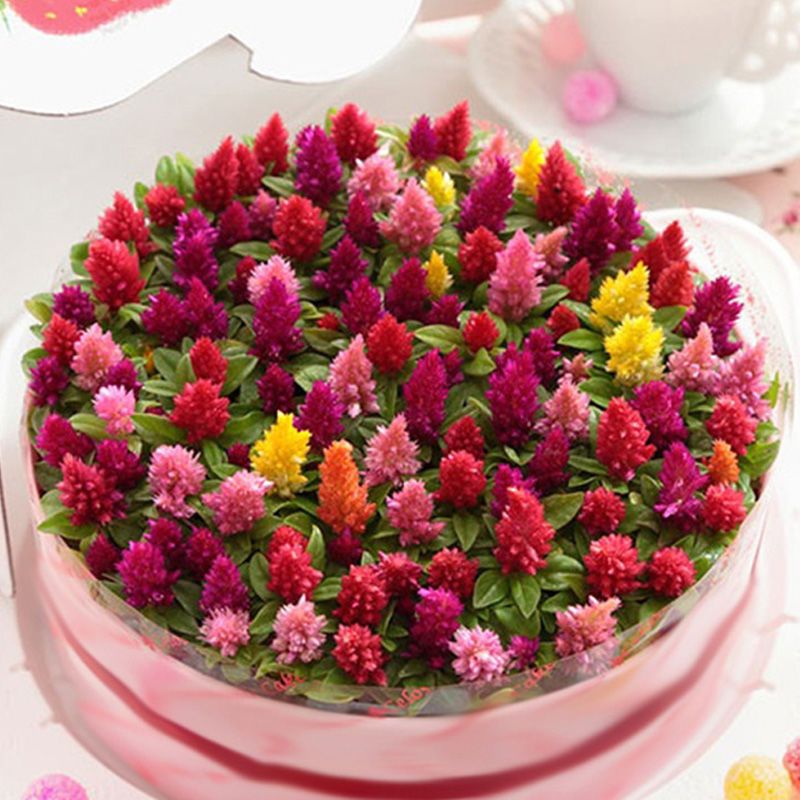 凤尾花种子四季开鸡冠花种子庭院阳台盆栽绿化景观花草花种子花籽